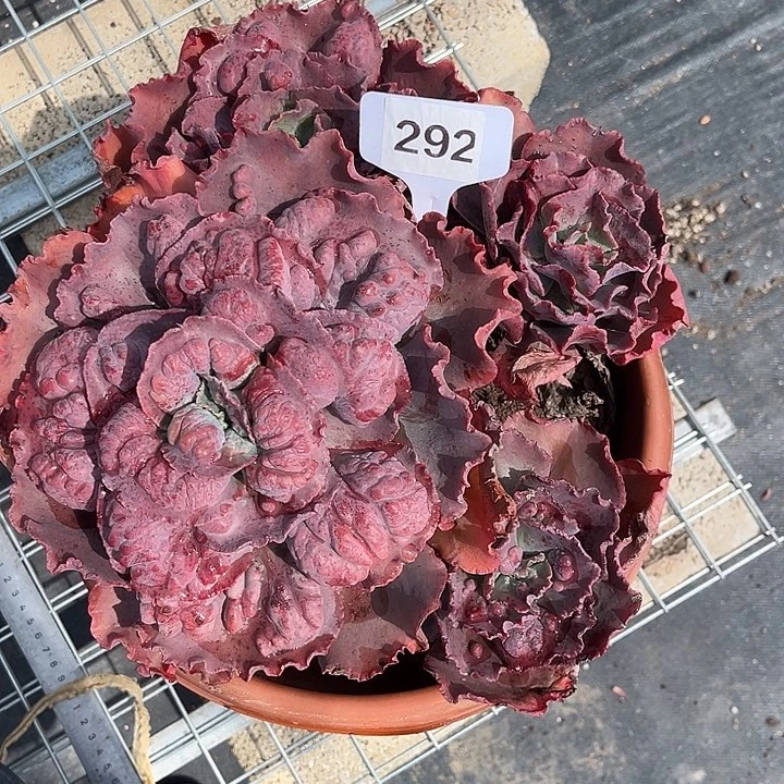 芳*292 0000000000