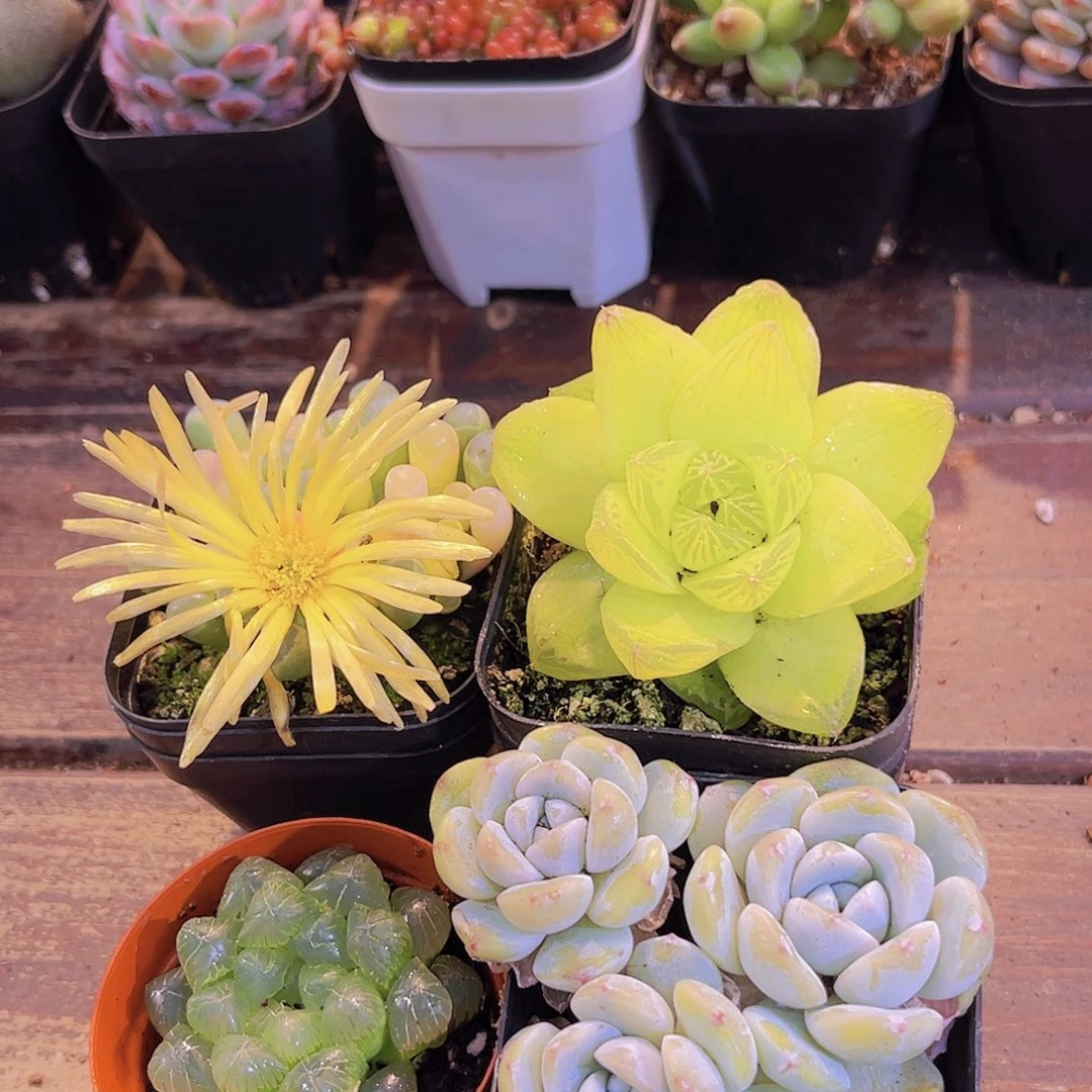 五十斤➕黄金雨露➕姬雨露➕冰玉多头