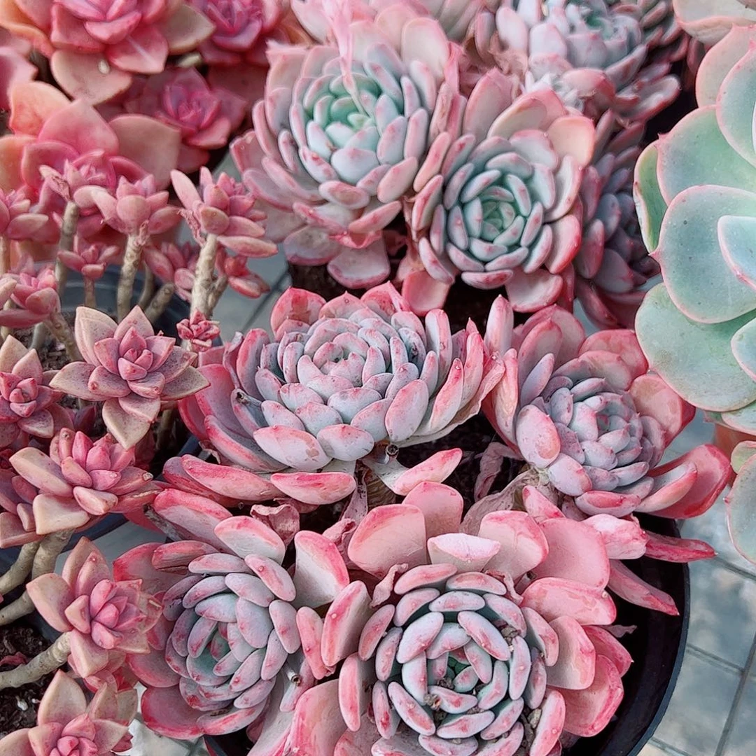 玛瑙多头群生精品特价