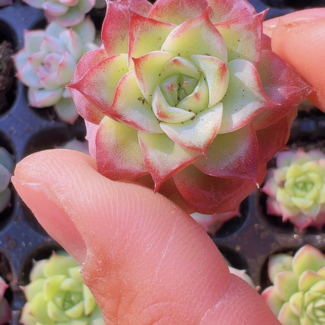 穴盘女王麦秆5颗19包邮