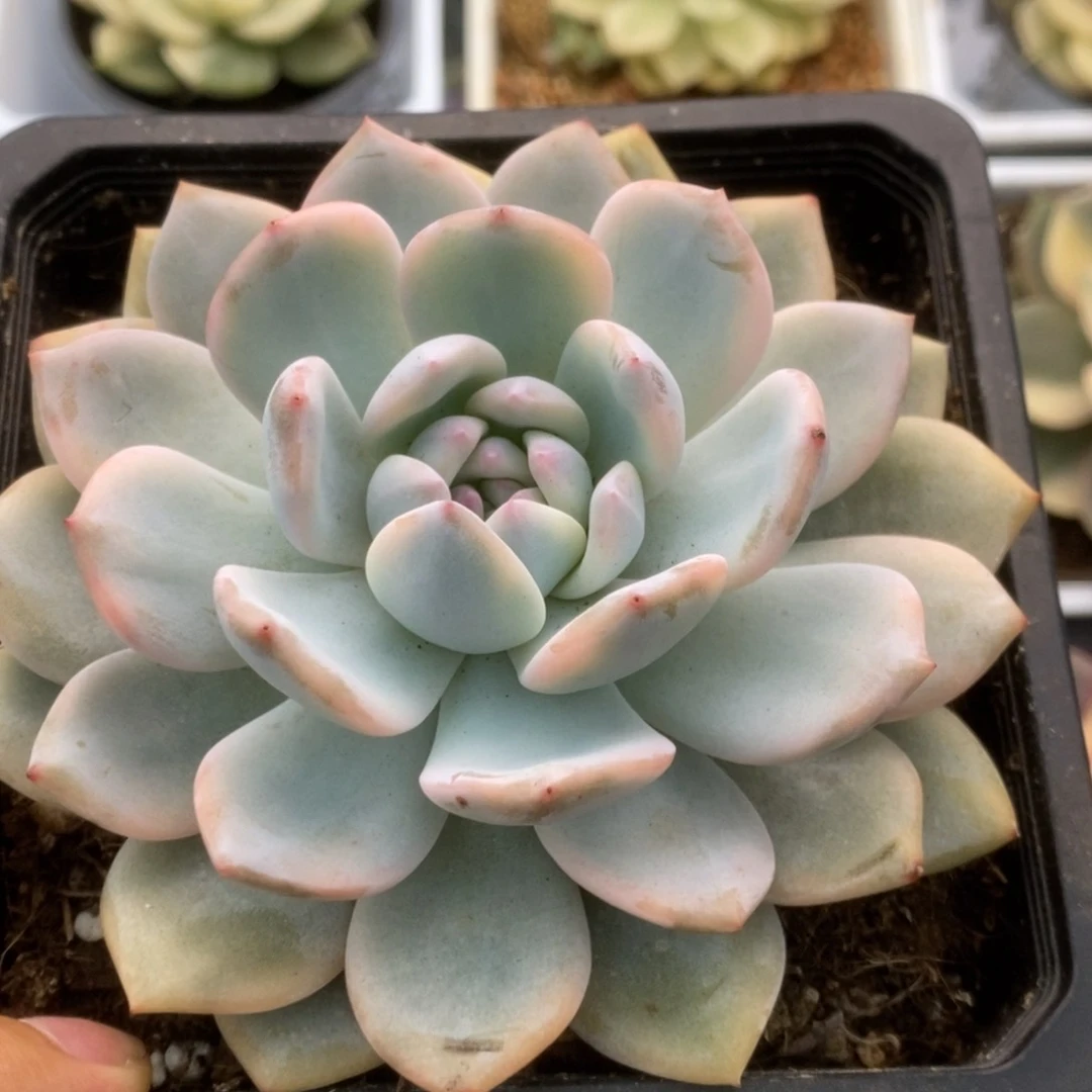 408橙子锦锦锦锦锦锦锦