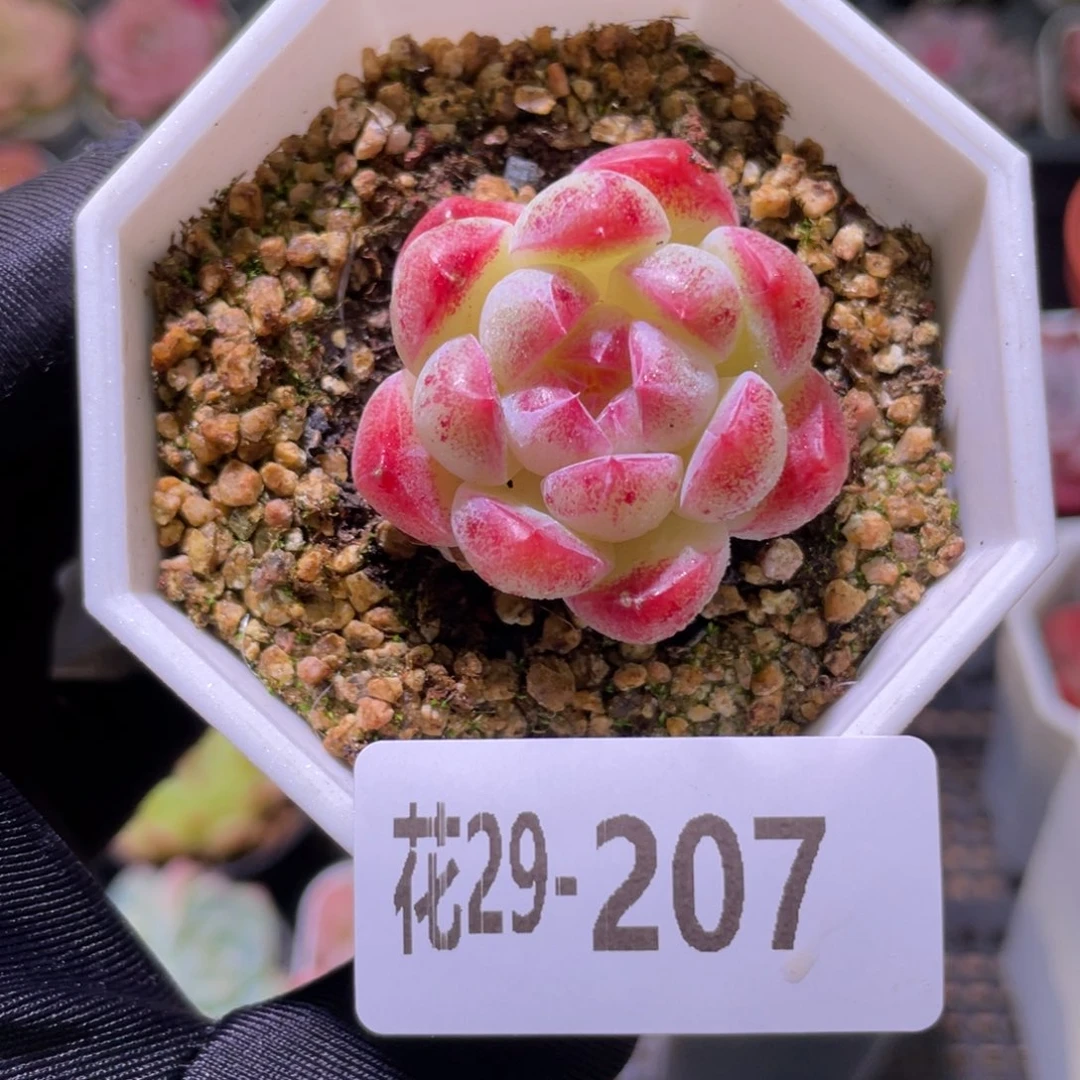 花利美29-207精选糖心