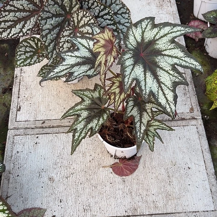 完全开放台湾小兄弟