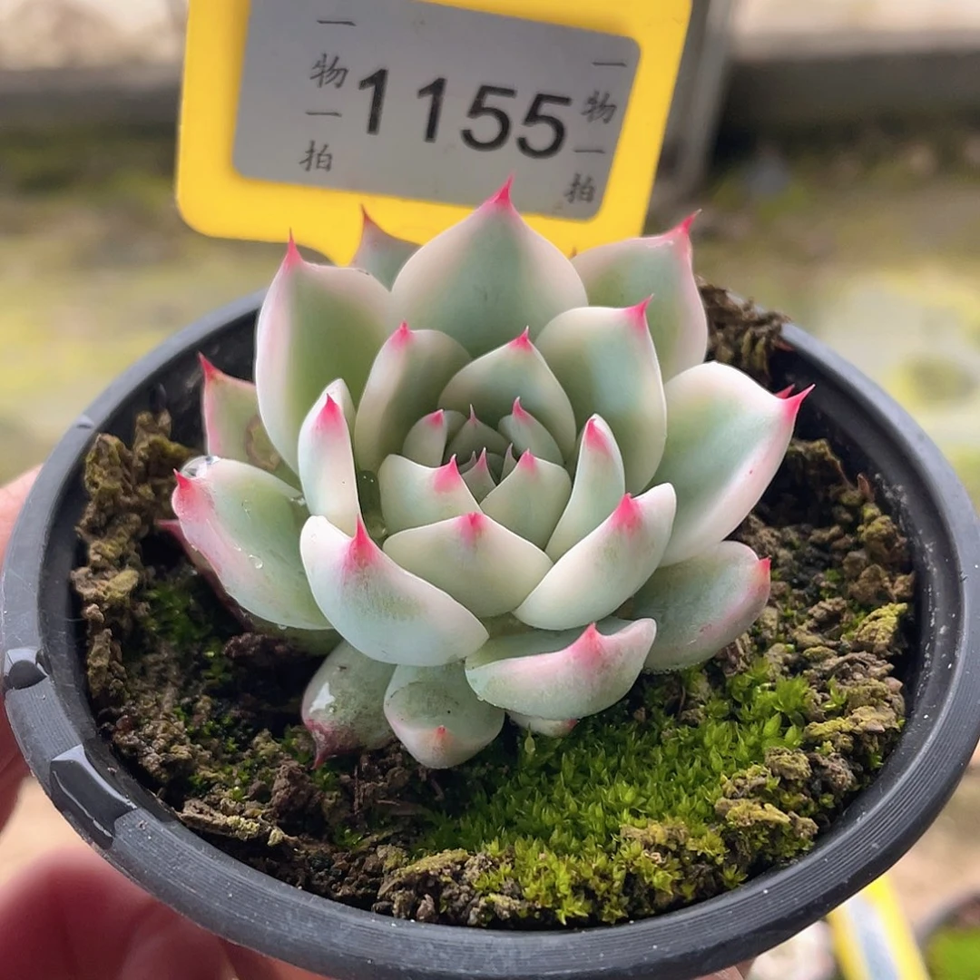 珍***）1155号多肉植物盆栽