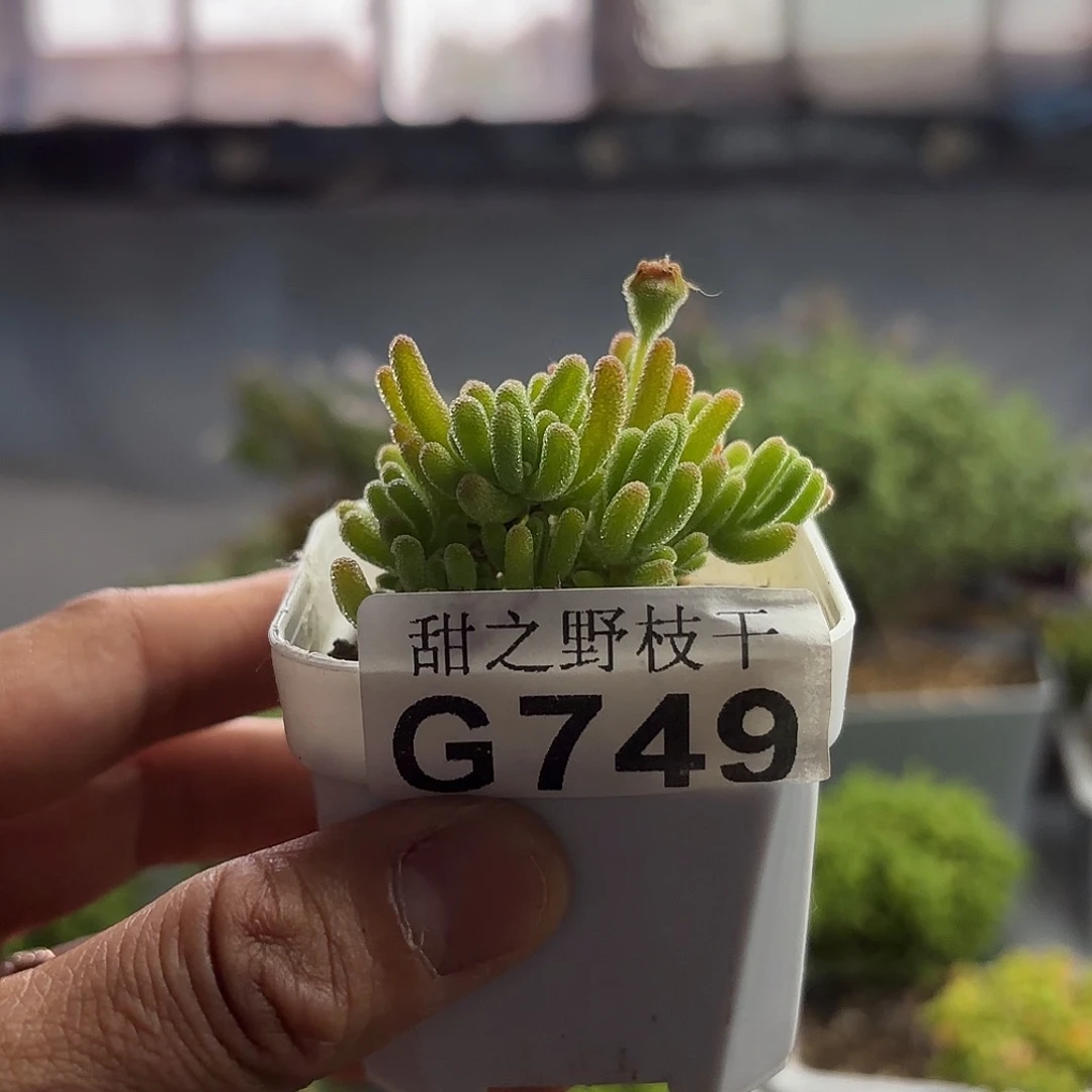 749冰川枝干番杏