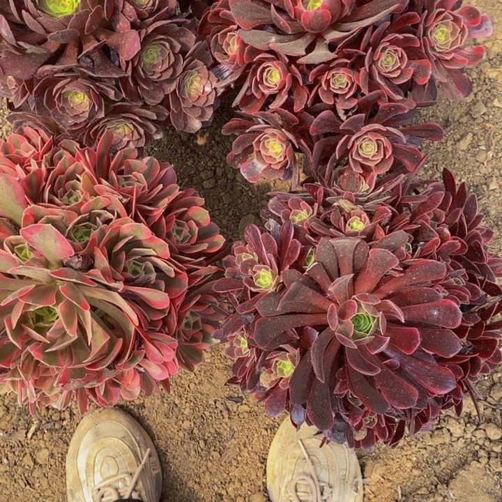 4颗法师组合4棚111