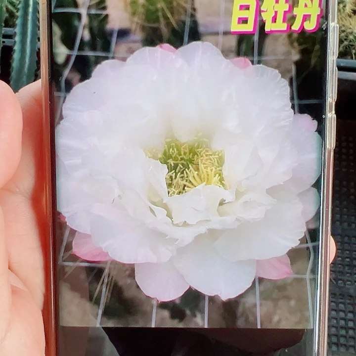 毛花柱白牡丹侧芽拍一发二