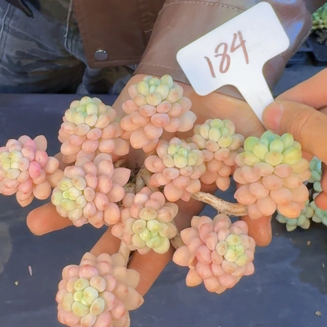 多肉植物的生长发育与