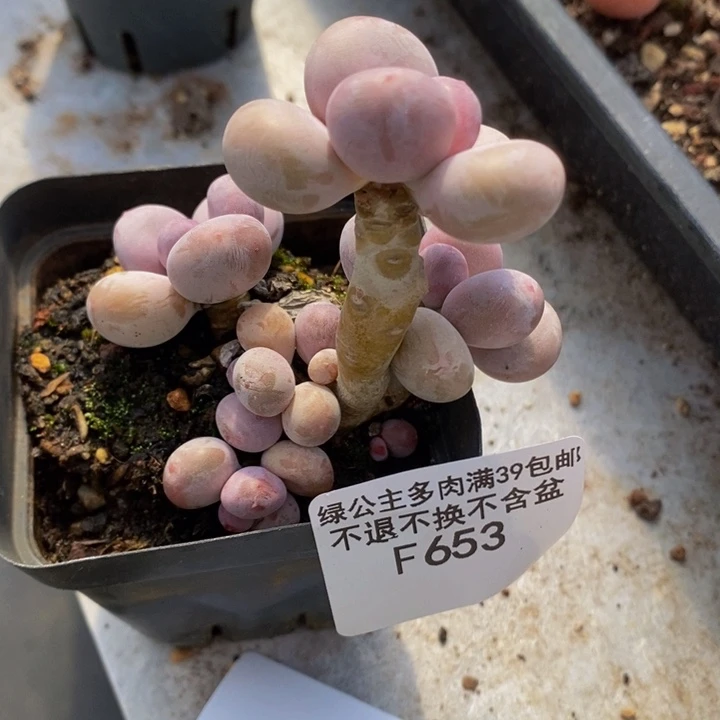 蛋黄奶老桩6cm653多肉植物
