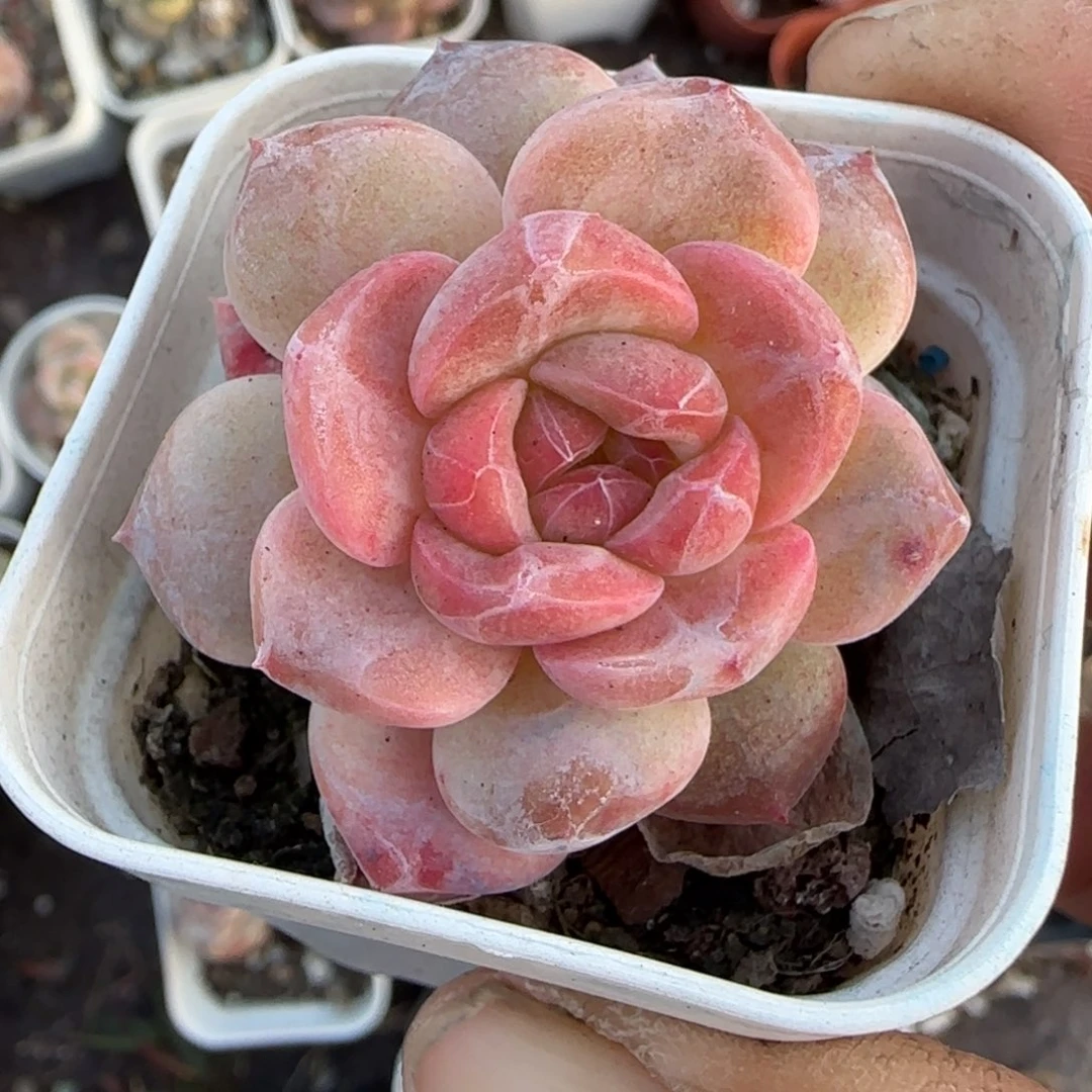 多肉小卡拉米糖心一物一拍