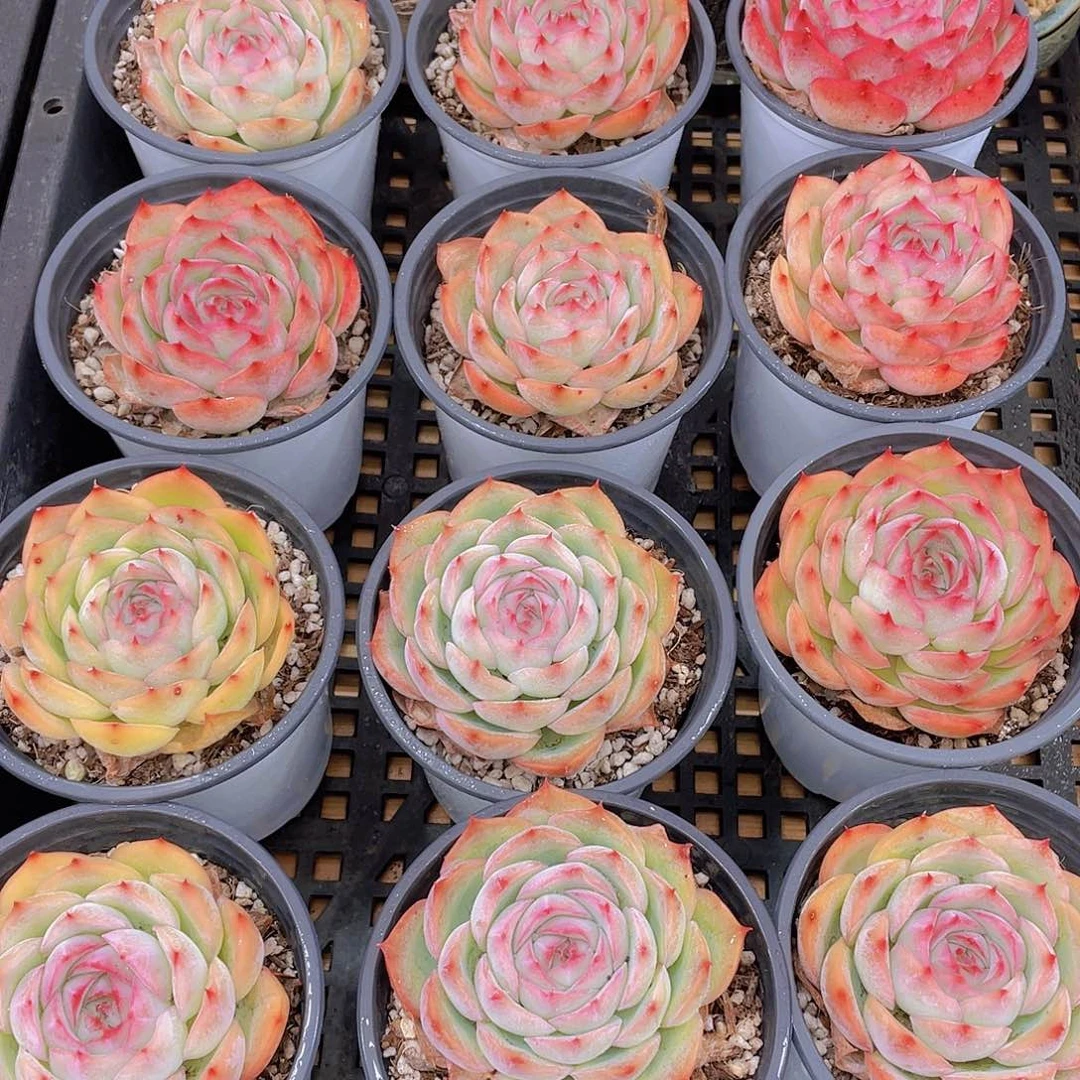 量拍39号 玫瑰花粉侧影单头一个