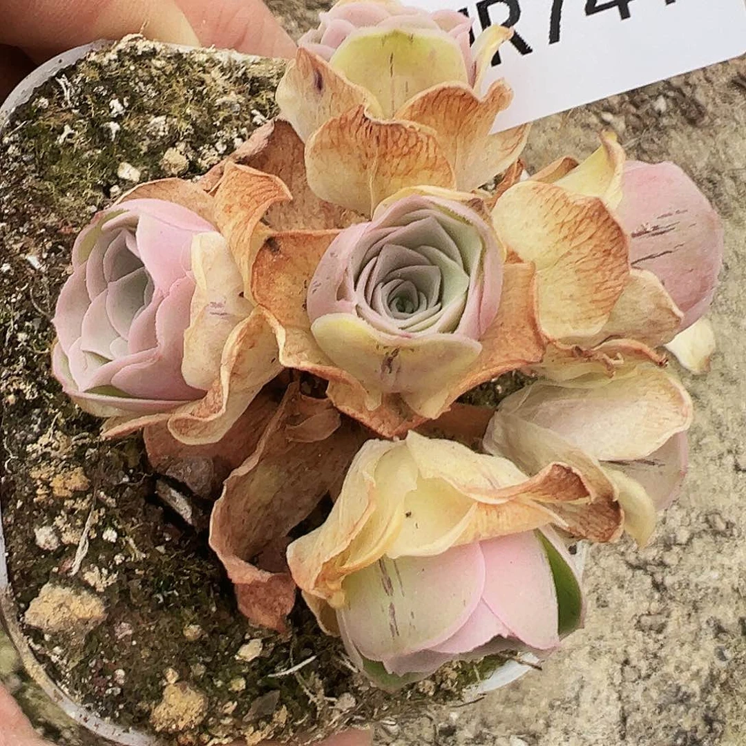 无花朵HR741潘多了福利捡漏