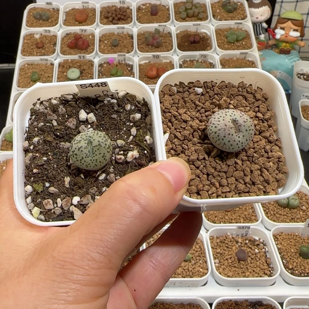 老***年肉锥多肉植物组合-557