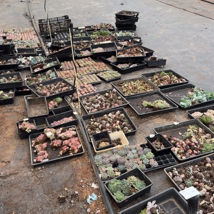 11-39退款穴盘混合三十颗量拍