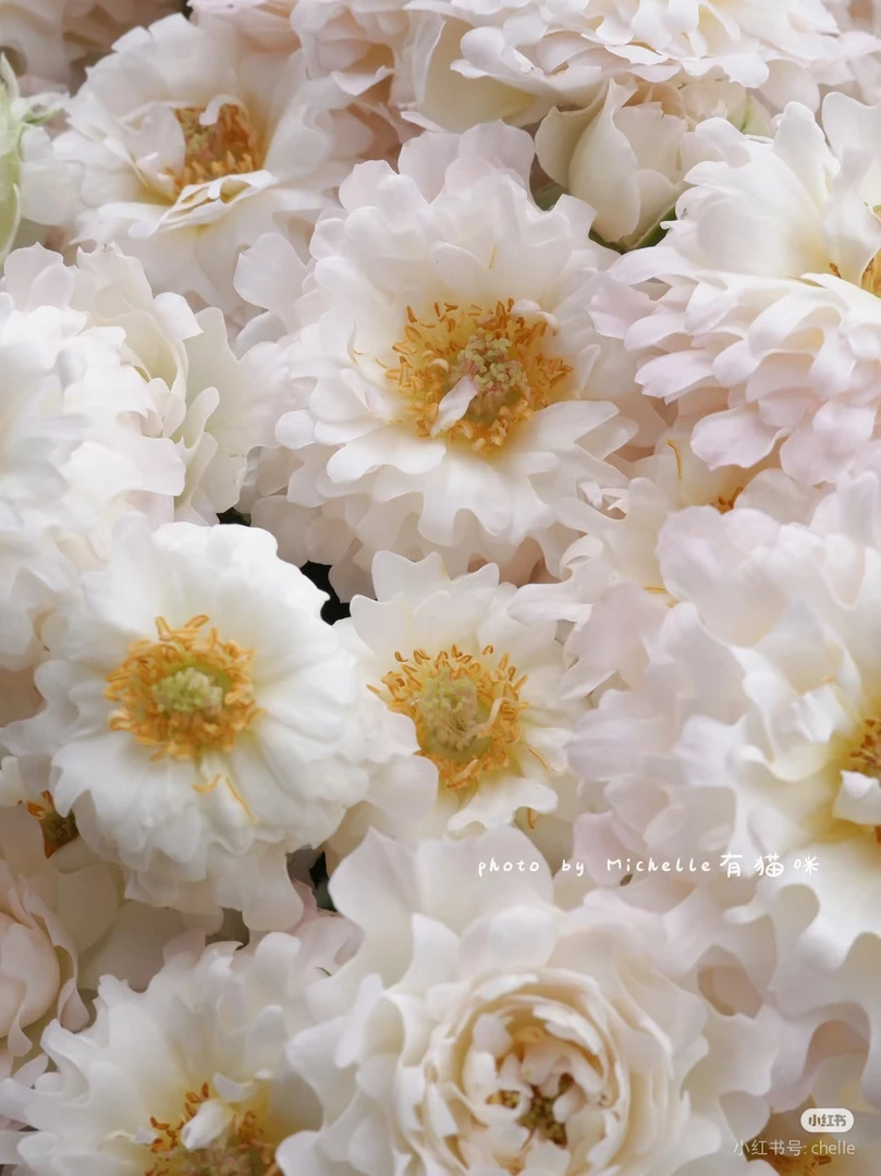 未知白海葵10支 两单包邮一单或低温不拍保温冻坏不售后