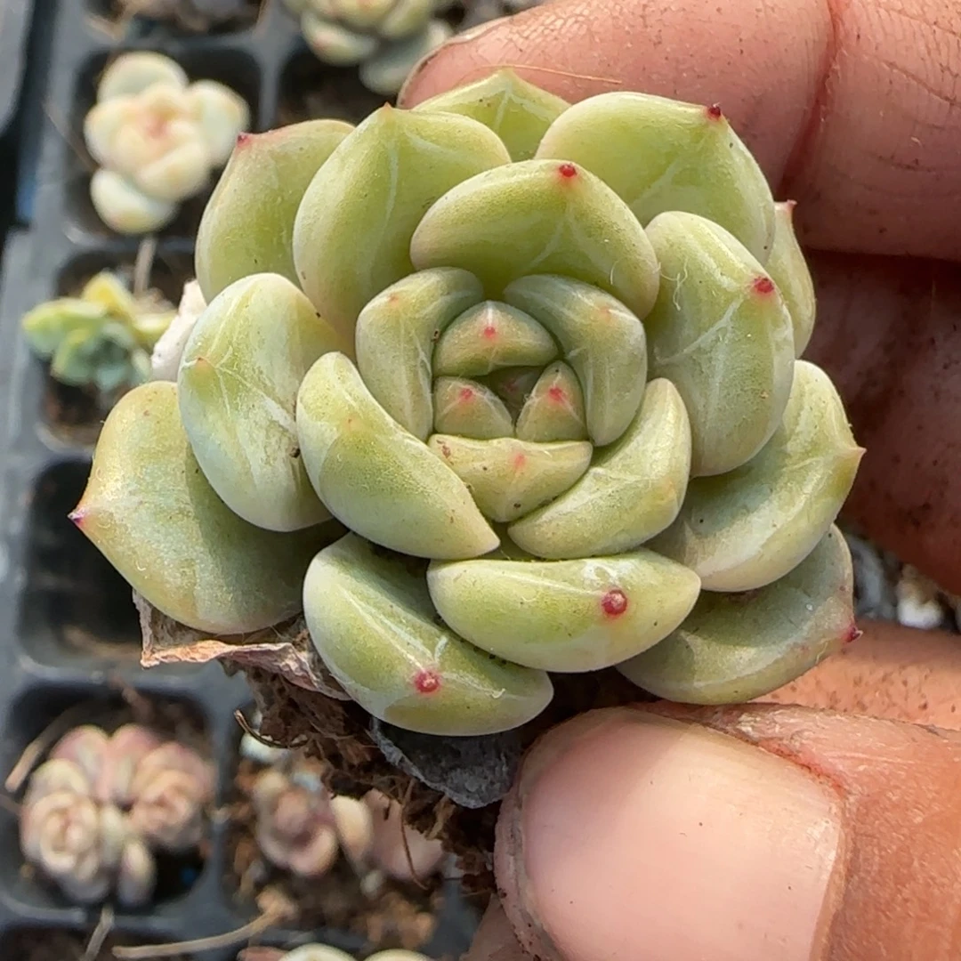 多肉小卡拉米糖心一物一拍