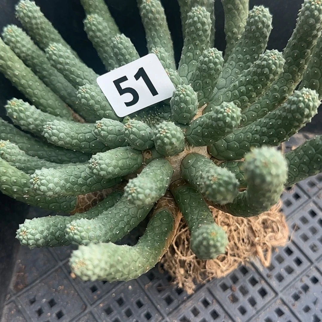 【闪购商品】阿**芯块根植物