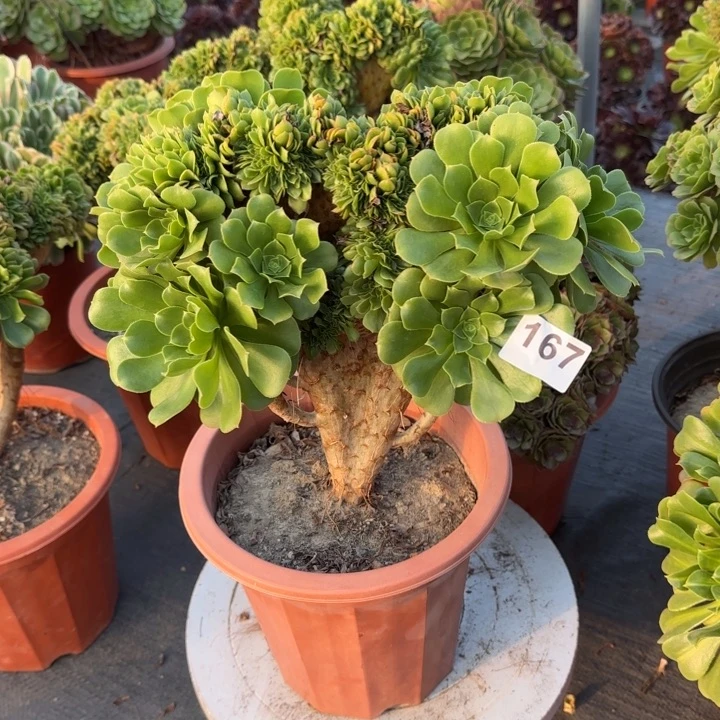 青***青多肉植物绿羊绒缀167