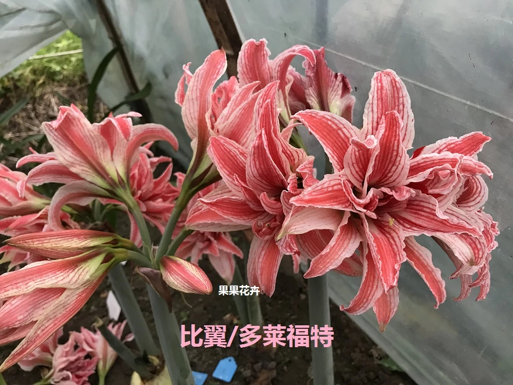 【比翼】果果花卉重瓣朱顶红品种基地现挖新鲜自然球