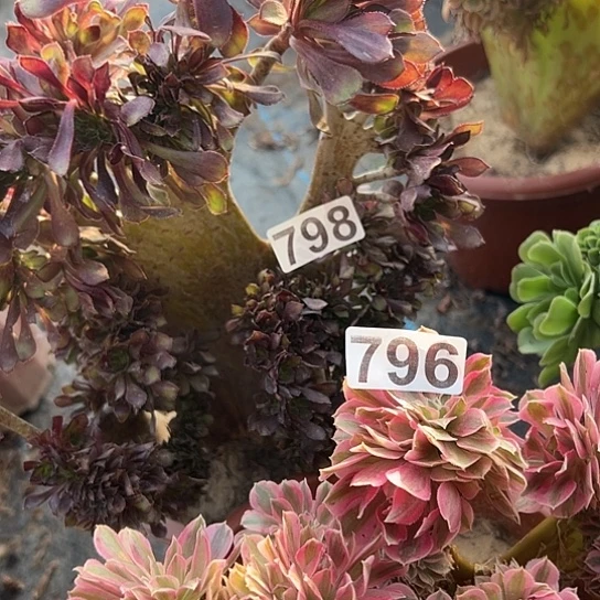 出***抖多肉植物两个法师