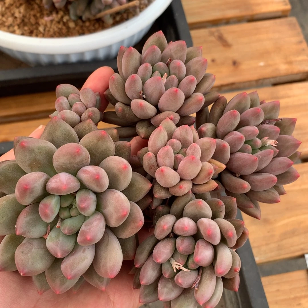 多肉植物一物一拍