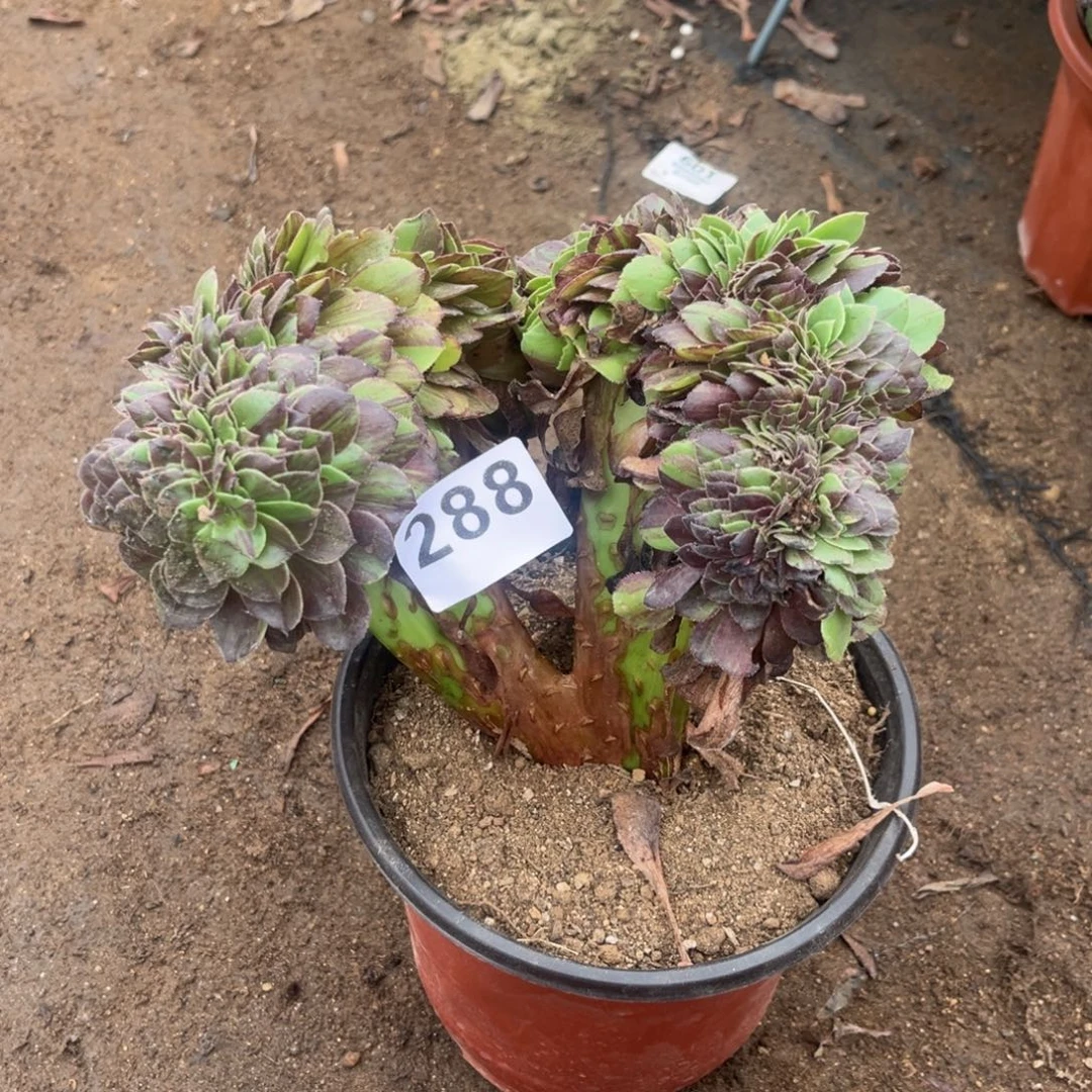 花月夜缀化多肉法师288
