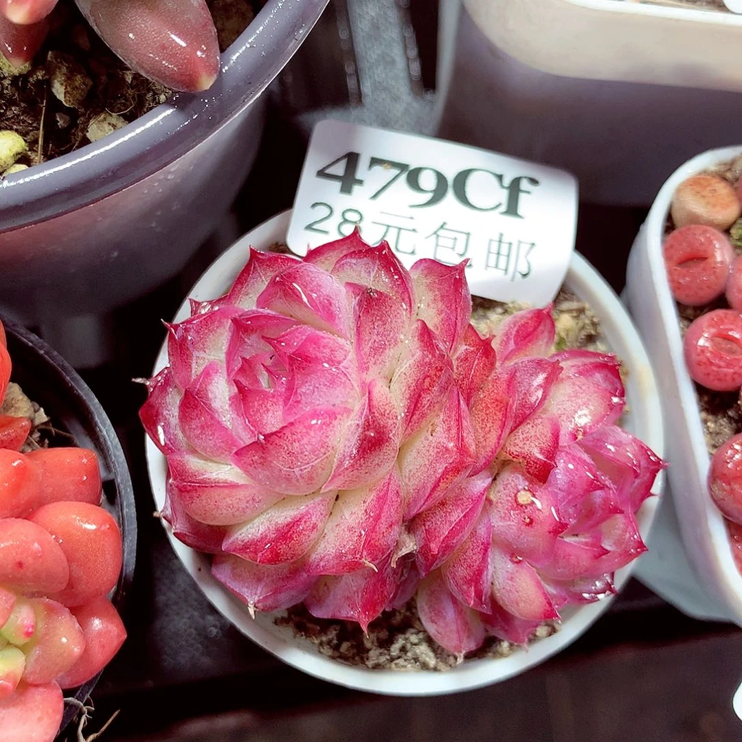 5厘米盆精控多肉479