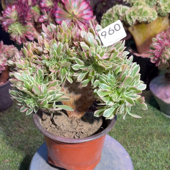 男神法师锦缀化960