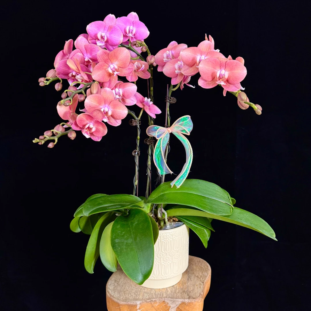 【鲑鱼】渐变色中大花型蝴蝶兰