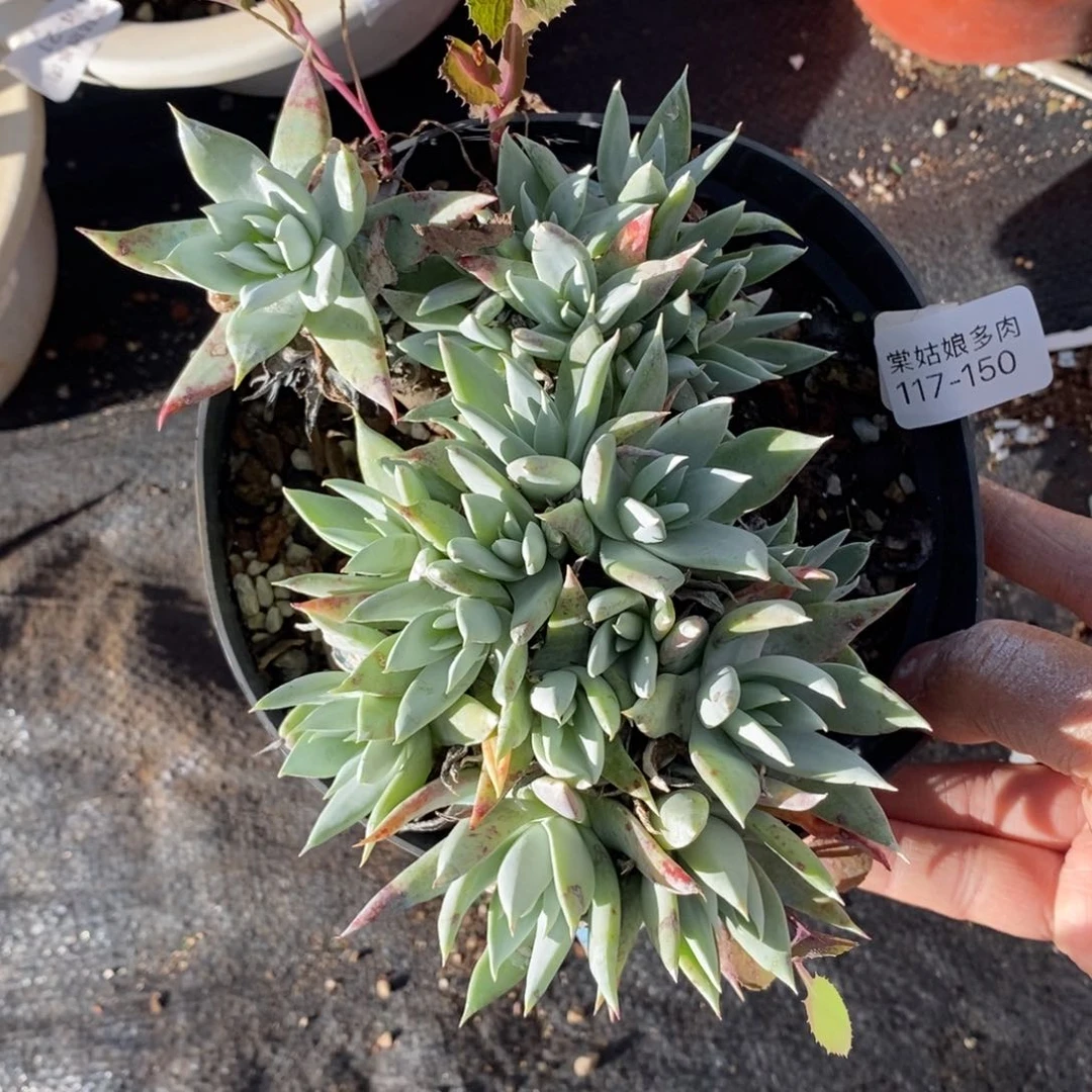 150号苹果叶大群漂亮