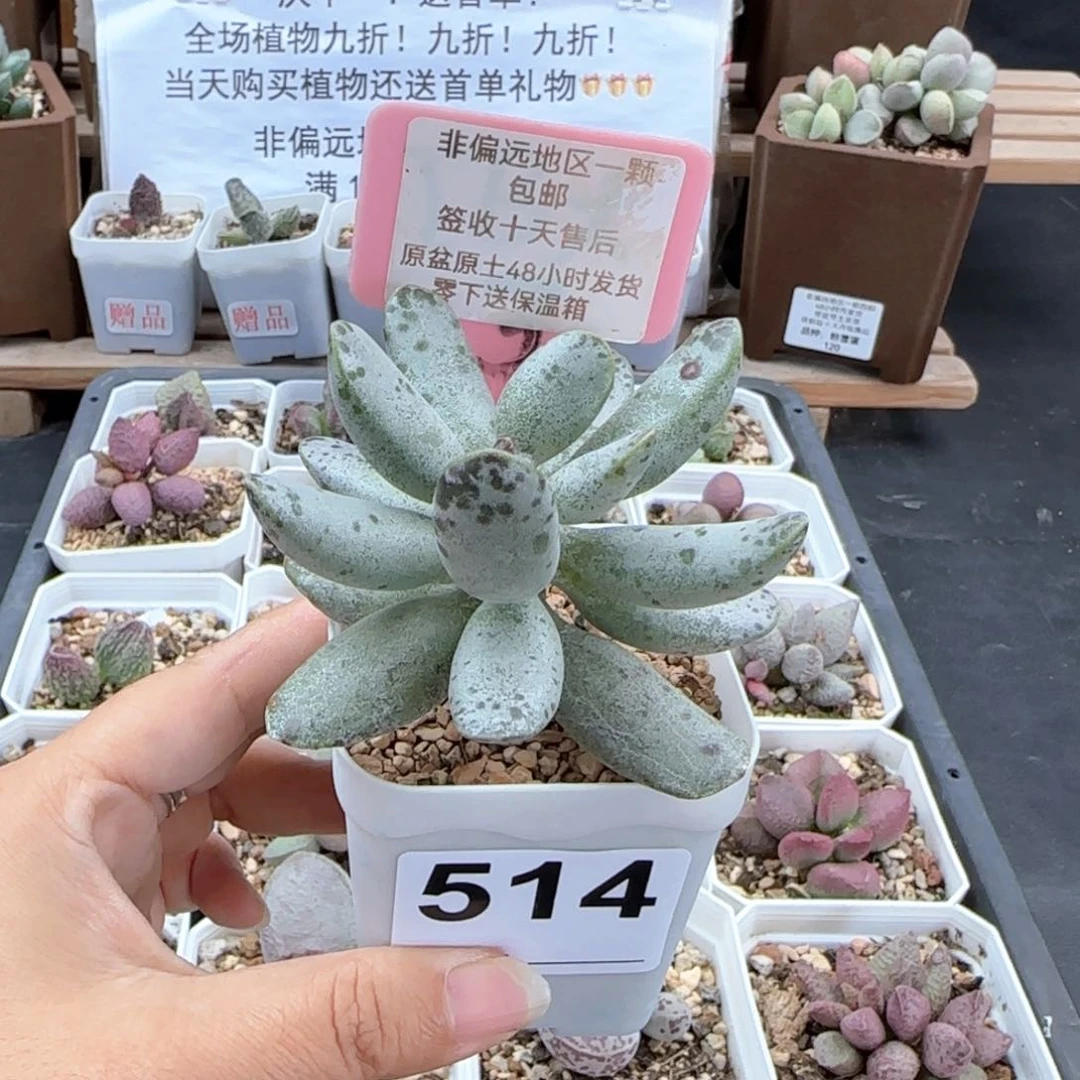 514白皮海狮多肉植物微瑕