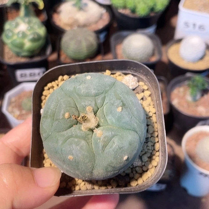 886实生大海鲜仙人球