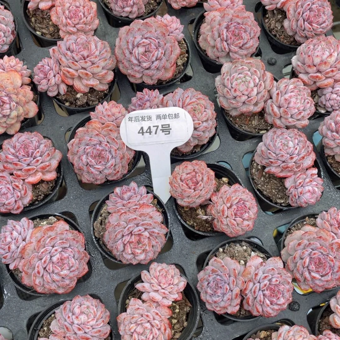 447号全状态小红雪双头一个