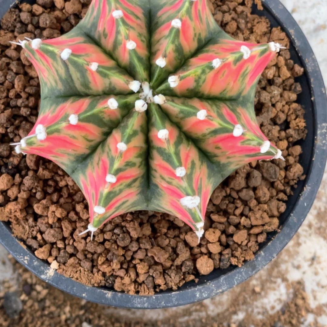 老***了当前无花朵，栽培后可花朵高绒红老虎