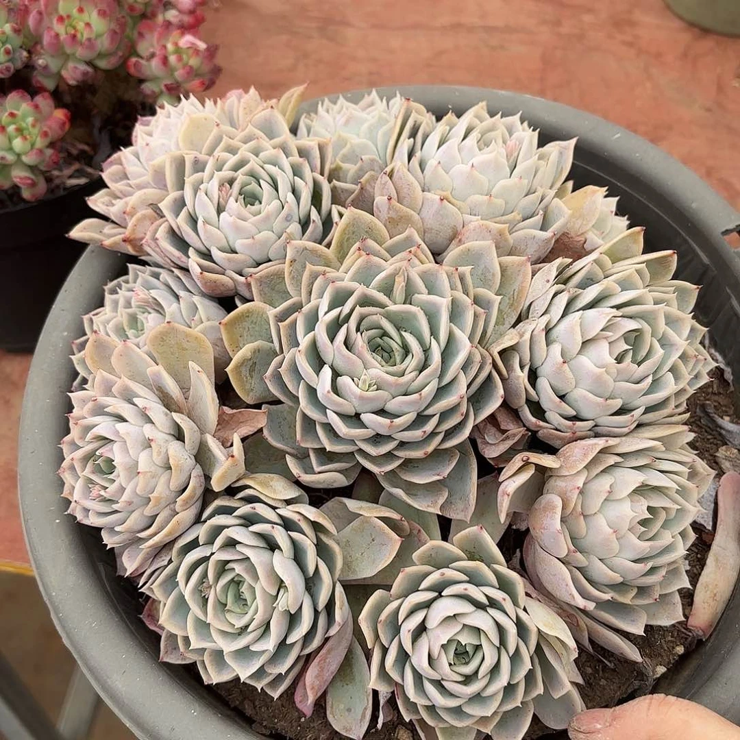 同温层多肉约瑟琳114