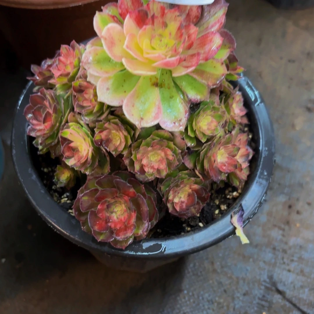 达*希3133多肉植物龙鳞