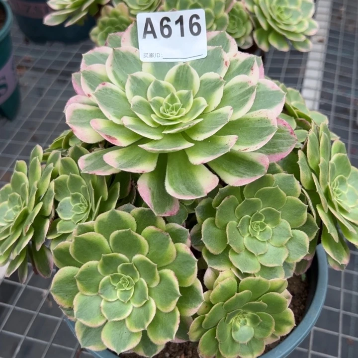 616海王22厘米左右