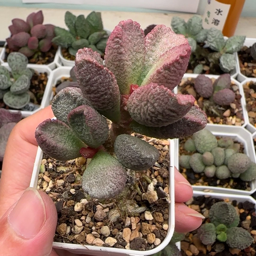 388号水泡多肉植物