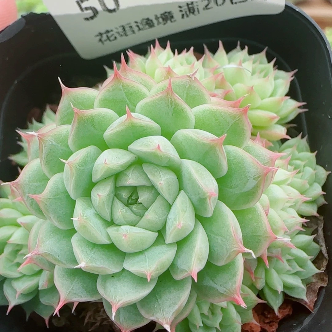 花语逸镜0925-50散