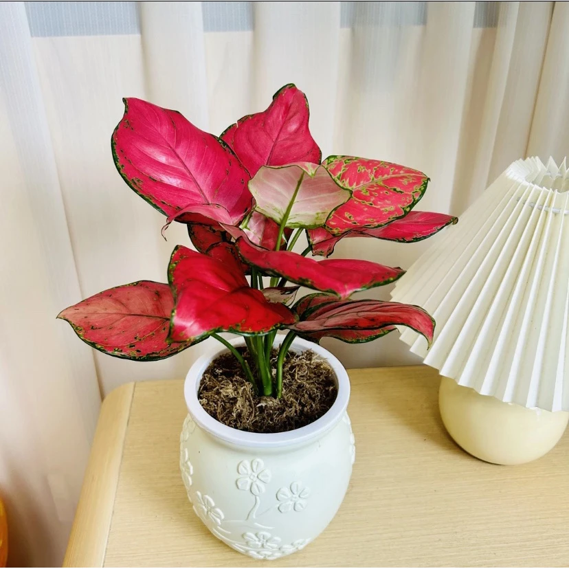 吉利红如意盆栽hk水培植物吸除甲醛四季好养易活