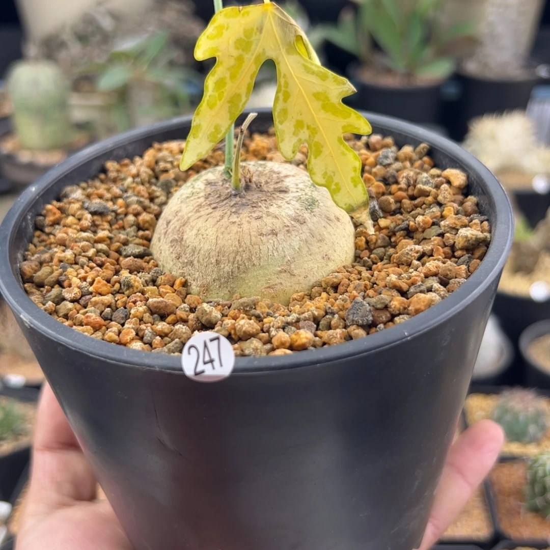 彩叶西番莲5.6一物一拍247