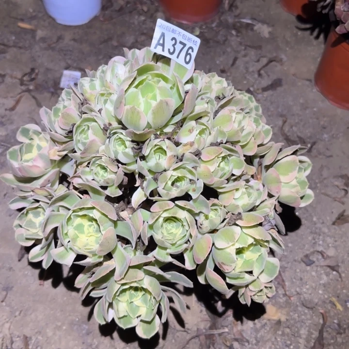 妖月！不包断枝……多肉植物