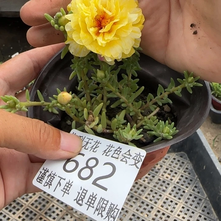 无花朵682超小苗盆口10cm