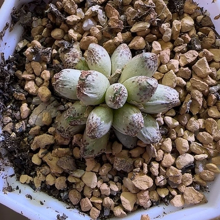 723龙猫斑马福利