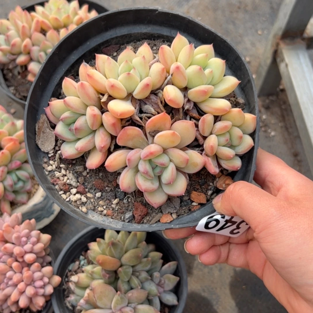 小*349 多肉植物组合