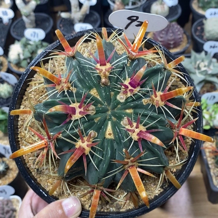 实生宽刺日出92号13cm