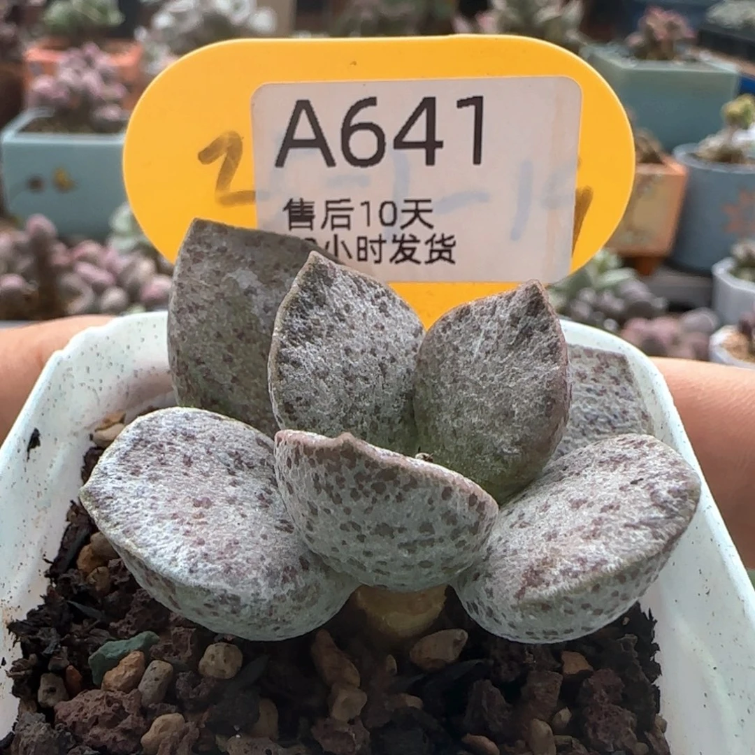 银波粉蛋。   641。