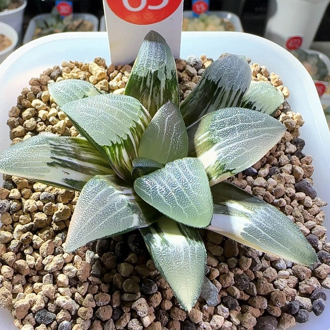 63号朱庇特克锦一物一拍带盆
