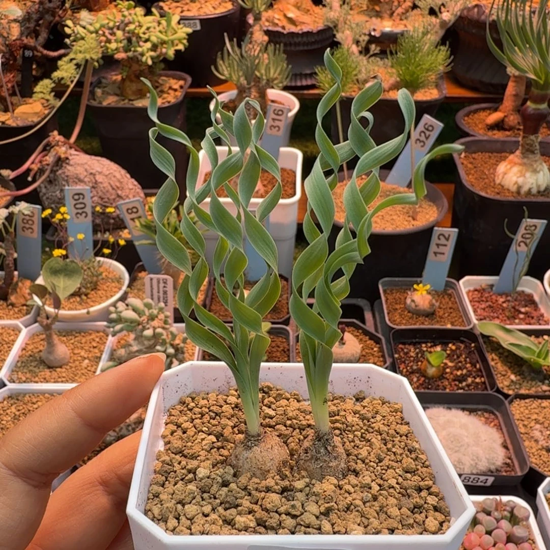 贵妃弹簧草607 仙人球