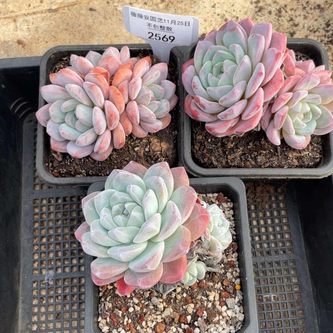 不包整散 盆子不售后2569